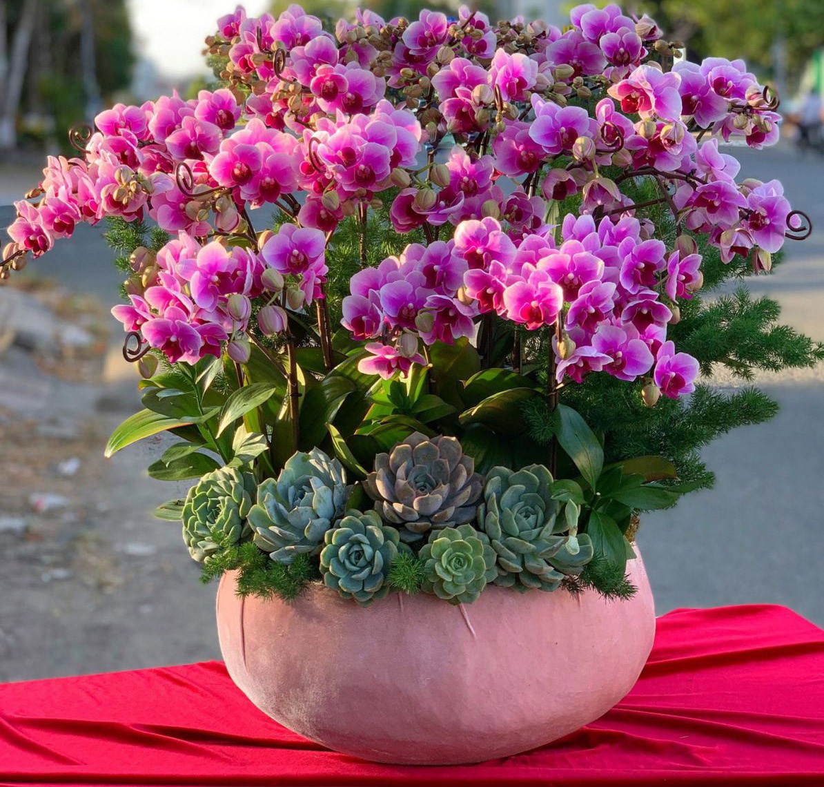 Chậu Hoa Lan Hồ Điệp -921